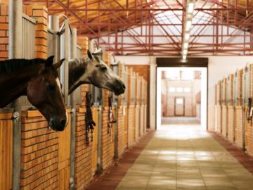 Земельный участок в ТиНАО могут отдать под постройку конно-спортивного клуба