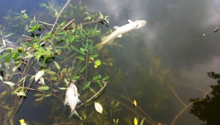 Прокуратура начала проверку после гибели рыбы в реке Десне в ТиНАО