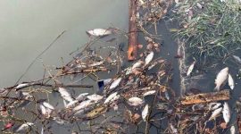 Прокуратура начала проверку после гибели рыбы на водном объекте в ТиНАО
