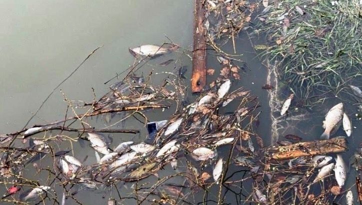 Прокуратура начала расследование после гибели рыбы на водоеме в ТиНАО
